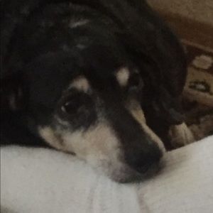 Meet your Posher, Diane